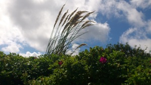 Pampas blowing in the wind on Lewis.